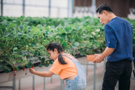 Photo for An Asian father and daughter pair up to collect strawberries at an innovative indoor farm. They shared how they picked strawberries while taking turns eating the delicious fruit with enthusiasm. - Royalty Free Image