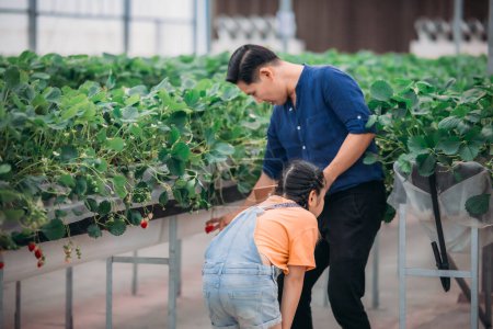 Téléchargez les photos : Un père asiatique et sa fille s'associent pour cueillir des fraises dans une ferme intérieure innovante. Ils ont partagé comment ils cueillaient les fraises tout en mangeant à tour de rôle les délicieux fruits avec enthousiasme. - en image libre de droit