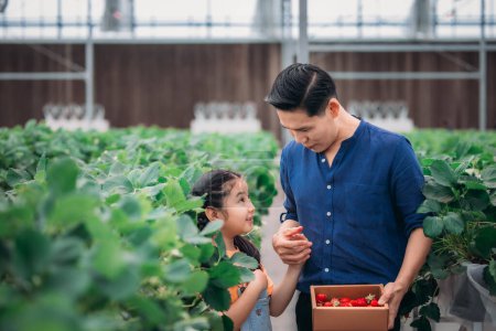 Foto de Un padre asiático y su hija se unen para recoger fresas en una innovadora granja cubierta. Compartieron cómo recogieron fresas mientras se turnaban para comer la deliciosa fruta con entusiasmo.. - Imagen libre de derechos