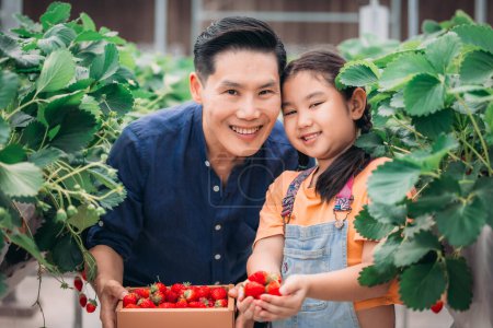 Photo for An Asian father and daughter pair up to collect strawberries at an innovative indoor farm. They shared how they picked strawberries while taking turns eating the delicious fruit with enthusiasm. - Royalty Free Image