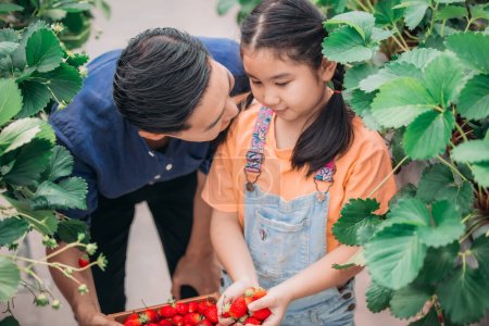 Foto de Un padre asiático y su hija se unen para recoger fresas en una innovadora granja cubierta. Compartieron cómo recogieron fresas mientras se turnaban para comer la deliciosa fruta con entusiasmo.. - Imagen libre de derechos