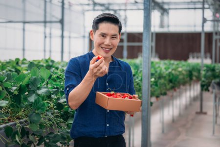 Photo for A man tastes a freshly picked strawberry while holding a box full of berries. - Royalty Free Image