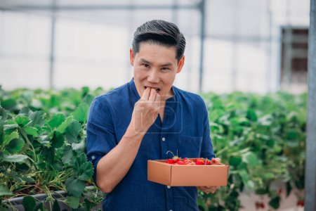 Ein Mann probiert eine frisch gepflückte Erdbeere, während er eine Schachtel voller Beeren in der Hand hält.
