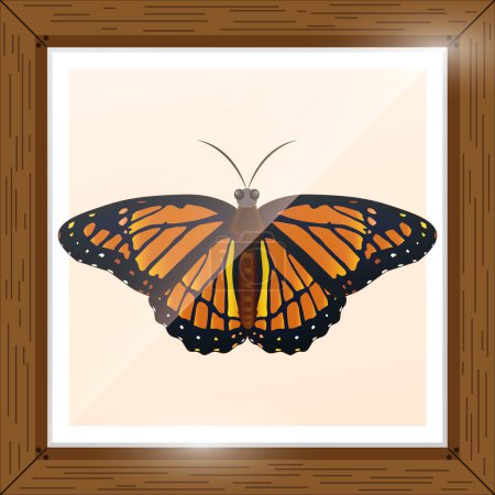 Butterfly with Colorful Design and Pink Background