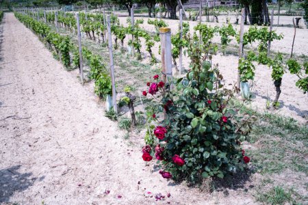 Foto de Algunas hermosas rosas rojas en un viñedo en el Langhe piamontés de Cowstigliole d 'Asti, en mayo de 2023 - Imagen libre de derechos