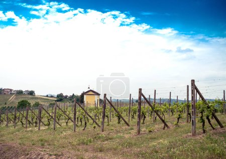 Photo for Beautiful vineyards in Costigliole d'Asti, in the Piedmontese Langhe on a spring day in 2023 - Royalty Free Image