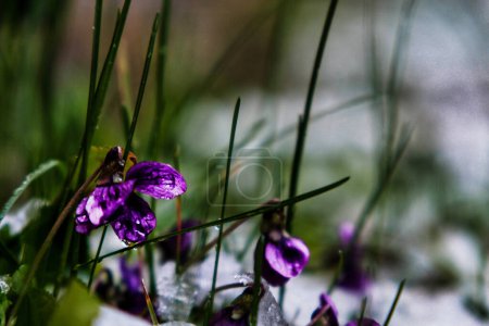 flores violetas sumergidas en nieve fresca al inicio de la primavera. contraste entre las estaciones climáticas