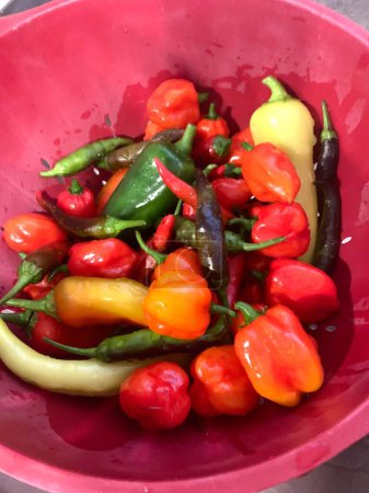 Photo for Summer spicy pepper haul. - Royalty Free Image