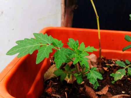 Planta de tomate fresco en maceta con latín (Solanum lycopersicum syn. Lycopersicum esculentum)