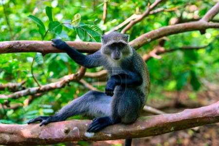 Foto de Mono colobo rojo Zanzíbar en peligro de extinción (Procolobus kirkii), bosque de Jozani, Zanzíbar - Imagen libre de derechos