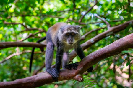 Téléchargez les photos : Singe colobus rouge, forêt de Jozani, Zanzibar - Espèces en voie de disparition - en image libre de droit