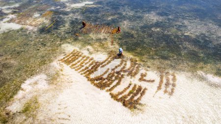 Téléchargez les photos : Kiwengwa plage Zanzibar Afrique femmes travaillant dans la culture des algues à marée basse - en image libre de droit