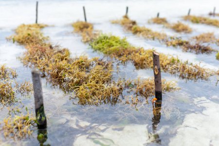 Foto de Zanzíbar - Un lugar donde las algas se cultivan utilizando métodos tradicionales y la salida del océano les ayuda a crecer. - Imagen libre de derechos