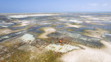 Foto de El océano después de la marea baja y los cultivos de algas están entre los muchos lugares inolvidables que se pueden ver en Zanzíbar en este tiro con drones.. - Imagen libre de derechos