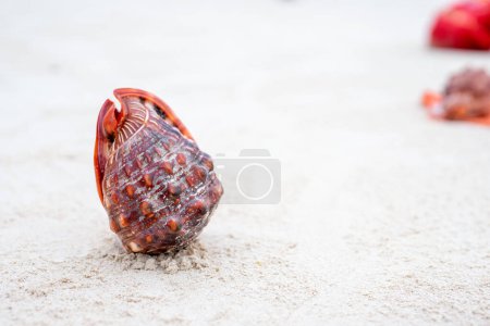 Foto de Zanzibar is an island where long sandy beaches and the sounds of shells create the perfect place to relax and unwind - Imagen libre de derechos