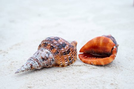 Foto de Zanzíbar es una isla donde las largas playas de arena y los sonidos de las conchas crean el lugar perfecto para relajarse y relajarse. - Imagen libre de derechos
