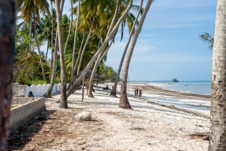 Foto de Playa de Zanzíbar con palmeras y mucho sol: un verdadero paraíso tropical - Imagen libre de derechos