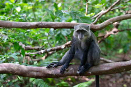 Foto de El Bosque Jozani es una reserva natural que alberga monos endémicos. Es una oportunidad única para observar a estos animales en su hábitat natural. - Imagen libre de derechos