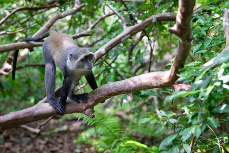 Foto de Jozani Forest is a nature reserve that houses endemic monkeys. It's a unique opportunity to observe these animals in their natural habitat. - Imagen libre de derechos