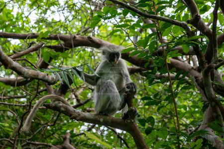 Foto de El Bosque Jozani es una reserva natural en Zanzíbar que alberga especies endémicas de monos, incluido el mono colobo rojo. Los visitantes pueden ver estas criaturas juguetonas balancearse a través de las copas de los árboles. - Imagen libre de derechos