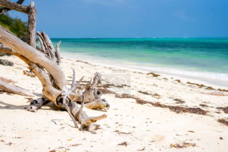 Foto de A vacation to Zanzibar's beaches offers the perfect blend of adventure and relaxation, with opportunities for travel, tourism, and exploration of the island's natural wonders. - Imagen libre de derechos