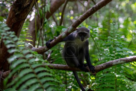 Photo for Witness the captivating beauty of the Jozani Forest in Zanzibar, a world-renowned destination that is home to some of the rarest species of monkeys in the world. - Royalty Free Image