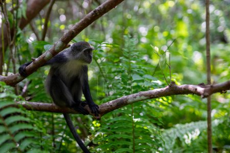 Téléchargez les photos : Découvrez les merveilles de Zanzibar, la faune sauvage de Tanzanie : le singe colobus rougeZanzibar, en Tanzanie, est un trésor de la faune, et le singe colobus rouge est l'une de ses espèces les plus fascinantes et uniques. Profitez de l'occasion pour découvrir le - en image libre de droit