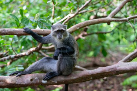 Téléchargez les photos : Découvrez les merveilles de Zanzibar, la faune sauvage de Tanzanie : le singe colobus rougeZanzibar, en Tanzanie, est un trésor de la faune, et le singe colobus rouge est l'une de ses espèces les plus fascinantes et uniques. Profitez de l'occasion pour découvrir le - en image libre de droit