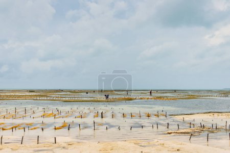 Foto de La vista aérea de las playas de Zanzíbar captura la esencia de un paraíso tropical con palmeras, sombrillas, arena blanca y las brillantes aguas azules del Océano Índico. - Imagen libre de derechos