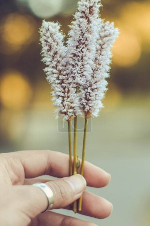 Foto de Close up hand holding meadow bistort with fingers concept photo. Persicaria bistorta. Front view photography with blurred background. High quality picture for wallpaper, travel blog, magazine, article - Imagen libre de derechos