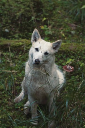 Téléchargez les photos : Close up white stray dog tilting head concept photo. Cute animal in forest. Front view photography with blurred background. High quality picture for wallpaper, travel blog, magazine, article - en image libre de droit
