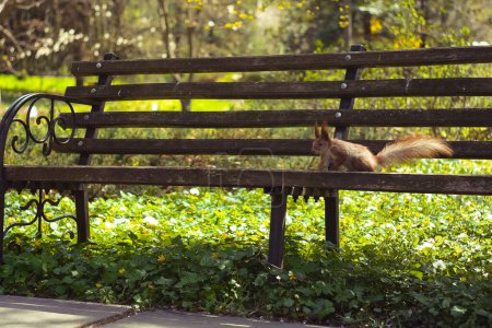 Téléchargez les photos : Close up squirrel sitting on park bench concept photo. Observing wildlife. Front view photography with blurred background. High quality picture for wallpaper, travel blog, magazine, article - en image libre de droit