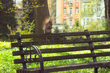 Téléchargez les photos : Close up wild squirrel eating nut on back bench in park concept photo. Front view photography with blurred background. High quality picture for wallpaper, travel blog, magazine, article - en image libre de droit