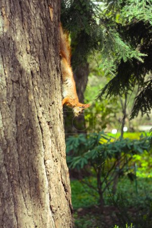 Téléchargez les photos : Close up wild squirrel going down tree trunk concept photo. Animal in park. Front view photography with blurred background. High quality picture for wallpaper, travel blog, magazine, article - en image libre de droit