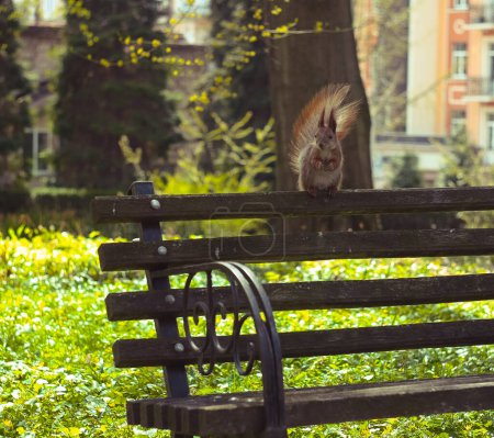 Téléchargez les photos : Close up attentive squirrel sitting on back bench concept photo. Perched rodent searching for food. Photography with blur background. High quality picture for wallpaper, travel blog, magazine, article - en image libre de droit