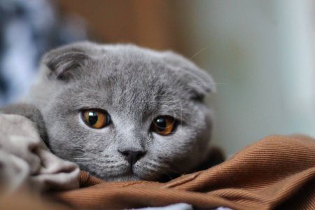 gris écossais montres chat pour proie
