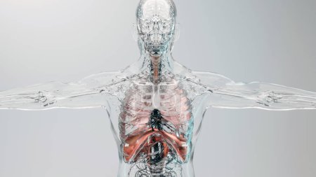 Photo for Diaphragm Human Respiratory System Anatomy, Medical Concept, the diaphragm muscle on skeleton, 3D render - Royalty Free Image