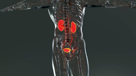 Foto de Sistema renal, riñones, anatomía masculina médicamente precisa exploración de órganos, sistema excretor, 3d render - Imagen libre de derechos