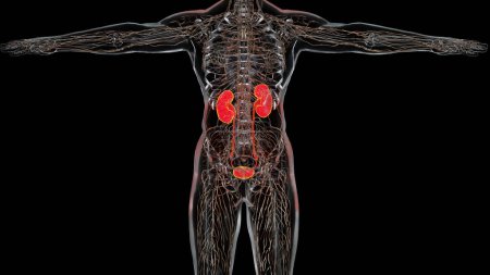Foto de Sistema renal, riñones, anatomía masculina médicamente precisa exploración de órganos, sistema excretor, 3d render - Imagen libre de derechos