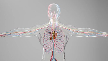Téléchargez les photos : Système circulatoire artériel et veineux humain, Animation médicalement précise du Coeur avec Vains et artères, vaisseaux sanguins, rendu 3d - en image libre de droit