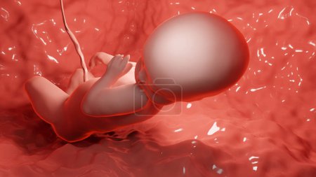 Foto de 3d renderizado ilustración médicamente precisa de un feto humano dentro del útero, bebé - Imagen libre de derechos