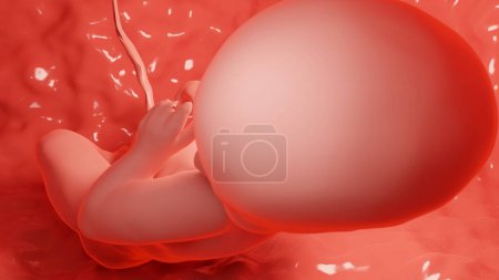 Téléchargez les photos : 3d rendu médicalement précis illustration d'un fœtus humain dans l'utérus, bébé - en image libre de droit