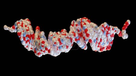Foto de Representación 3D de la molécula del péptido 1 similar al glucagón (GLP1, 7-36), una potente hormona antihiperglucémica. Un neuropéptido y un incretino, tratamiento de la diabetes, superficie molecular. ilustración 3d - Imagen libre de derechos