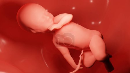 3D gerenderte medizinisch korrekte Darstellung eines menschlichen Fötus im Mutterleib, Baby