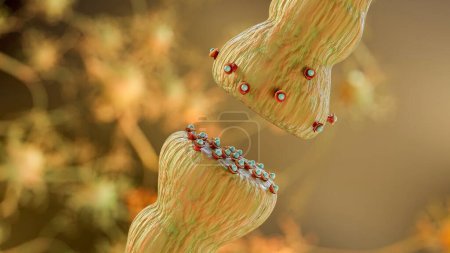 Photo for Neurotransmitter release mechanisms. Neurotransmitters are packaged into synaptic vesicles transmit signals from a neuron to a target cell across a synapse. opioids, Acetylcholine release, 3d render - Royalty Free Image