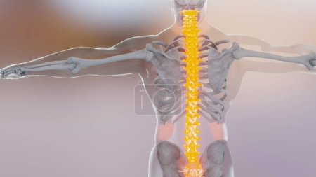 Photo for Spinal Cord Vertebral Column Cervical Vertebrae of Human Skeleton System Anatomy Concept. Red on the backbone, medically accurate illustration of a painful spine, Male Hurt Backbone, 3D render - Royalty Free Image