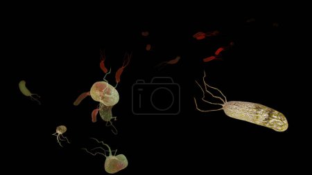 Photo for Helicobacter pylori illustration microaerophilic bacterium which infects various areas of the stomach and duodenum. microvilli surface. bacteria and viruse. 3d render - Royalty Free Image