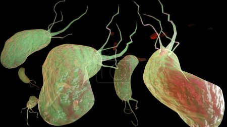 Téléchargez les photos : Helicobacter pylori illustration bactérie microaérophile qui infecte diverses zones de l'estomac et du duodénum. surface microvillosités. bactéries et viruse. 3d rendu - en image libre de droit