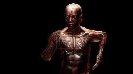 Photo for 3d illustration of muscular system of running man, muscle and bone Anatomy while run, human physical and sport, joggers, running man, medically accurate, fitness, 3d render - Royalty Free Image