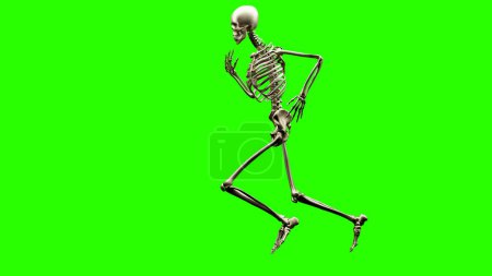 Photo for 3d illustration of skeleton system of running man, bone Anatomy while run, human physical and sport, joggers, running man, medically accurate, fitness, 3d render - Royalty Free Image